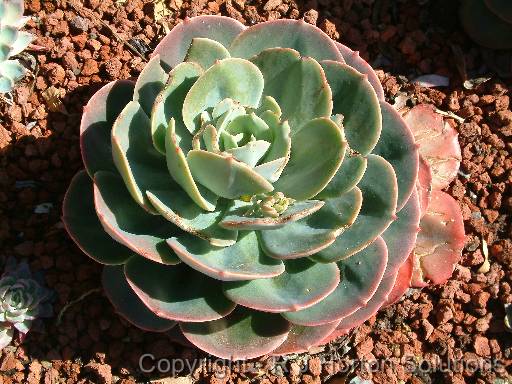 Succulent _1 